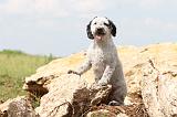 PERRO DE AGUA 134